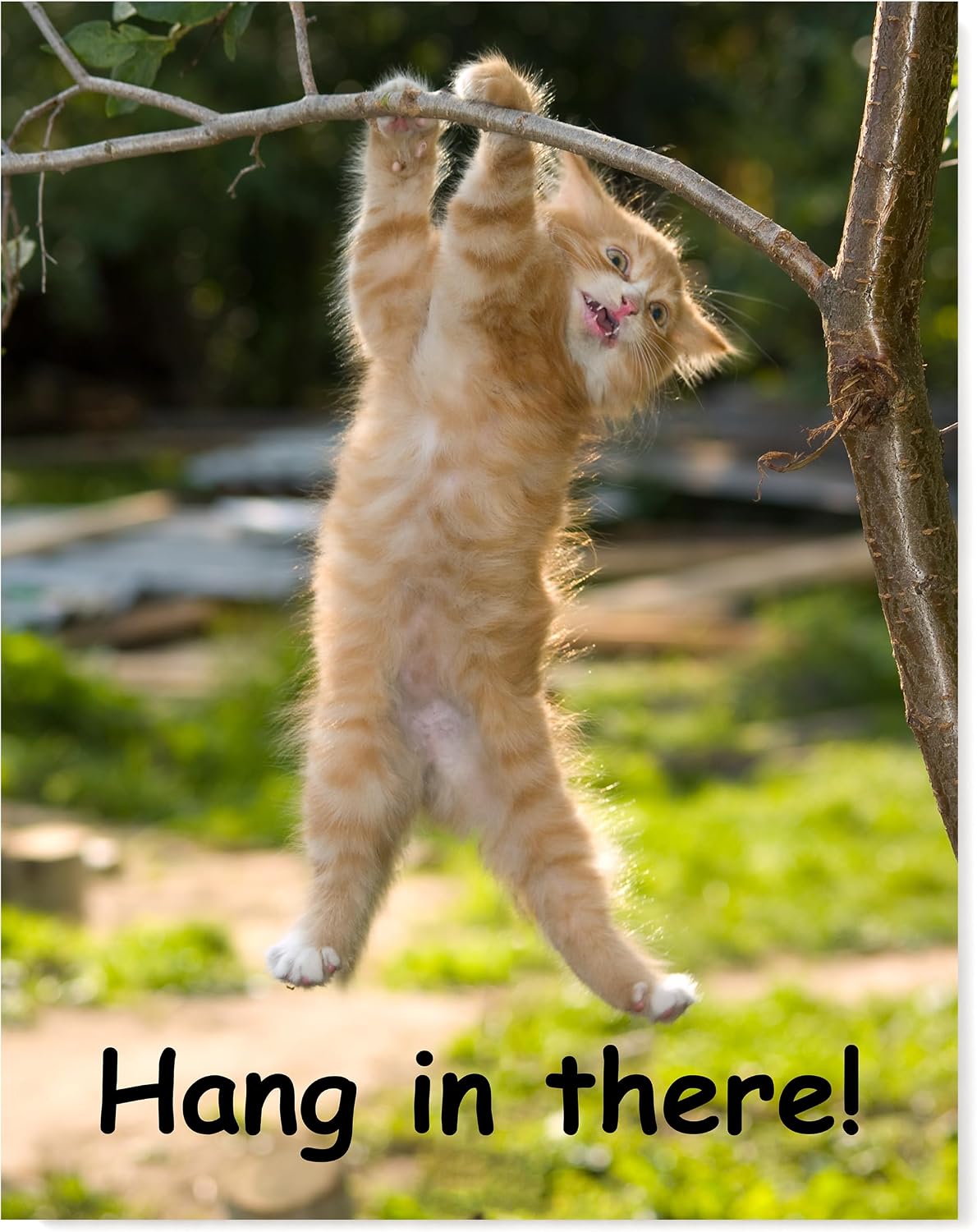 Hang in There! - 11 x 14 Poster